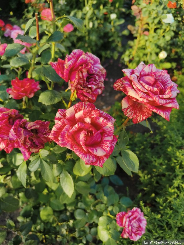 Мила и Виола (Габриэль Мюллер Gabriele Muller)