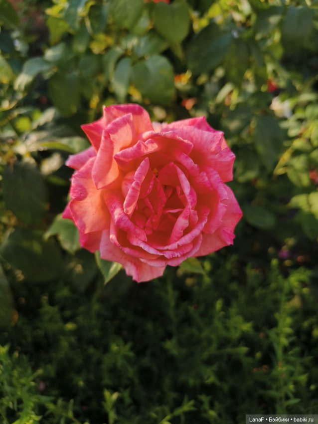 Мила и Виола (Габриэль Мюллер Gabriele Muller)