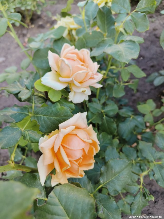 Мила и Виола (Габриэль Мюллер Gabriele Muller)