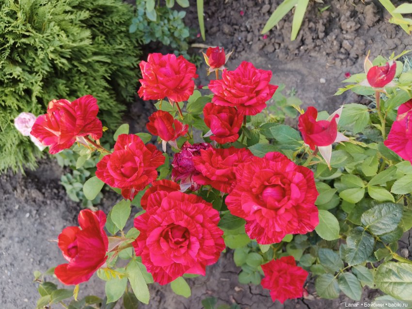 Мила и Виола (Габриэль Мюллер Gabriele Muller)