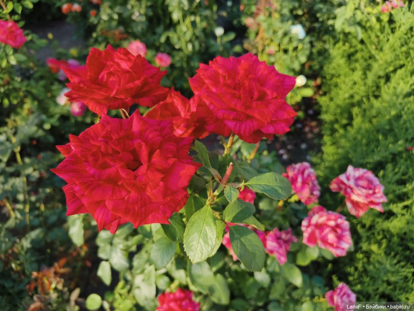 Мила и Виола (Габриэль Мюллер Gabriele Muller)