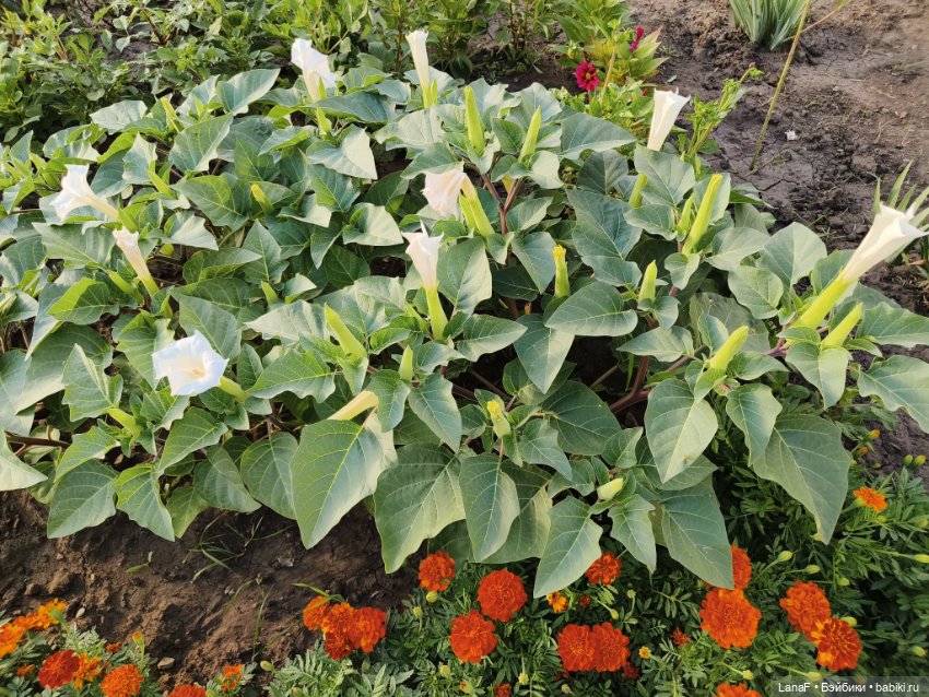 Мила и Виола (Габриэль Мюллер Gabriele Muller)