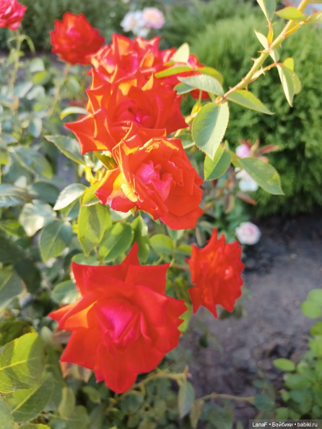 Мила и Виола (Габриэль Мюллер Gabriele Muller)