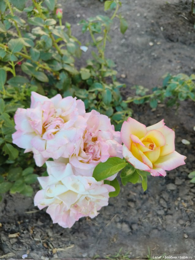 Мила и Виола (Габриэль Мюллер Gabriele Muller)