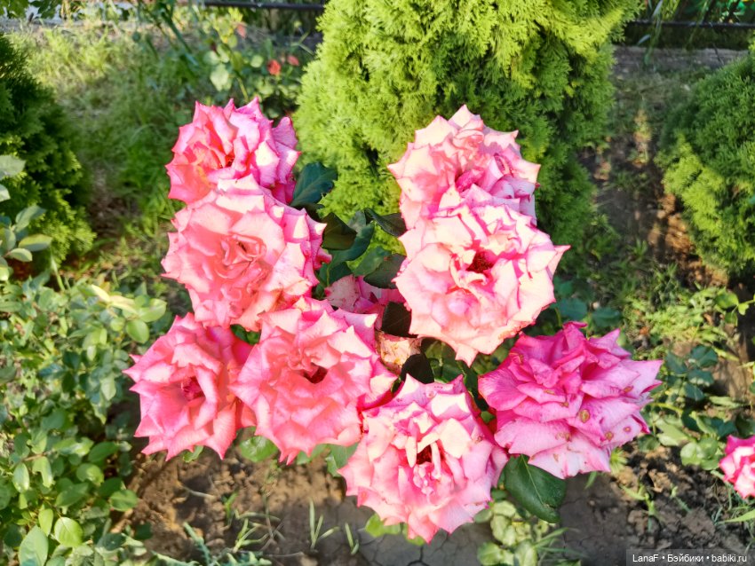 Мила и Виола (Габриэль Мюллер Gabriele Muller)