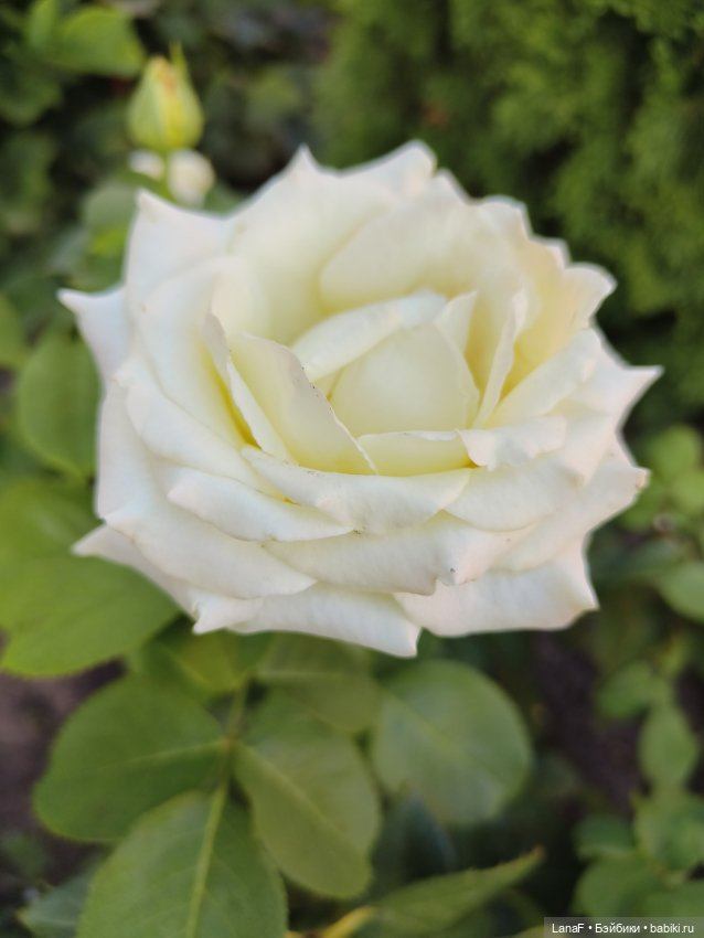 Мила и Виола (Габриэль Мюллер Gabriele Muller)