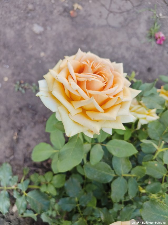 Мила и Виола (Габриэль Мюллер Gabriele Muller)