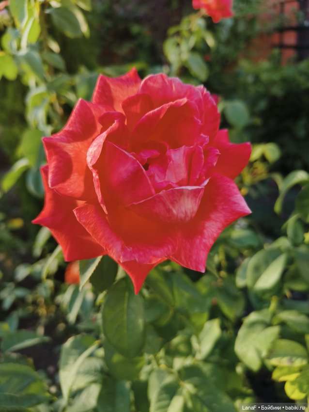 Мила и Виола (Габриэль Мюллер Gabriele Muller)