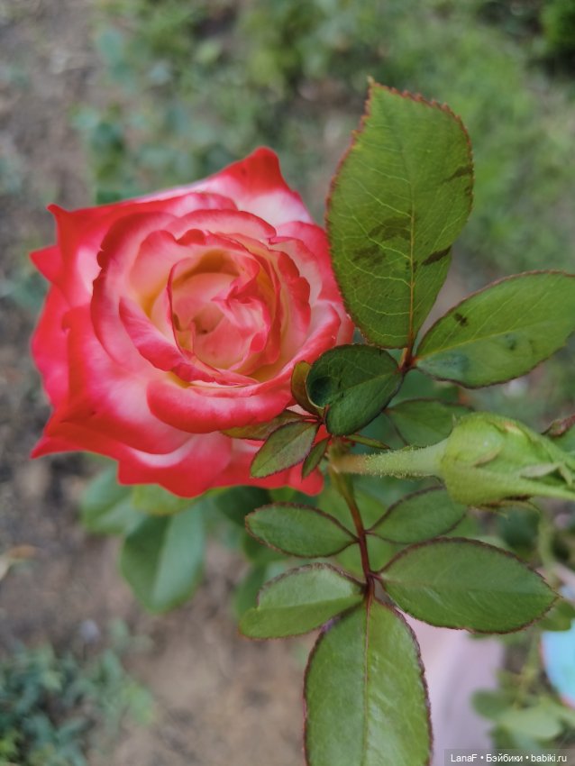 Мила и Виола (Габриэль Мюллер Gabriele Muller) (фото 7)