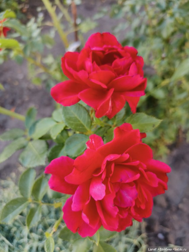 Мила и Виола (Габриэль Мюллер Gabriele Muller)