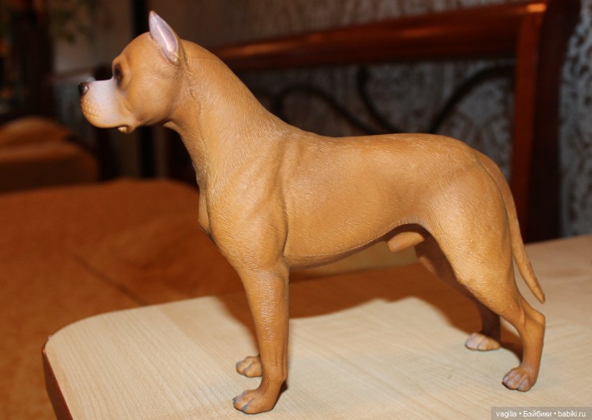 Аргентинский дог — В мире животных: смешные фото питомцев и зверей