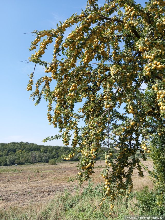 Лина на отдыхе — Аналоги Барби и куклы 1/6: клоны 90 (фото 9)
