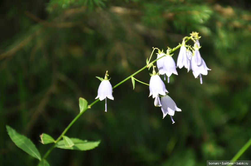 Буся покорительница гор — Гибриды шарнирных кукол (не БЖД): подбор тела (фото 9)