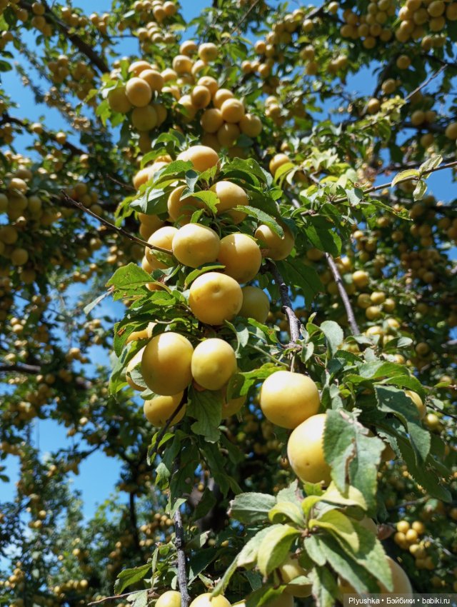 Лина на отдыхе — Аналоги Барби и куклы 1/6: клоны 90 (фото 10)