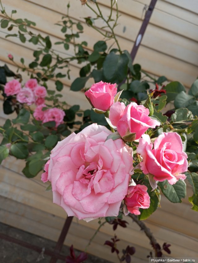 Лина на отдыхе — Аналоги Барби и куклы 1/6: клоны 90 (фото 2)