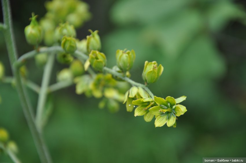 Буся покорительница гор — Гибриды шарнирных кукол (не БЖД): подбор тела (фото 8)