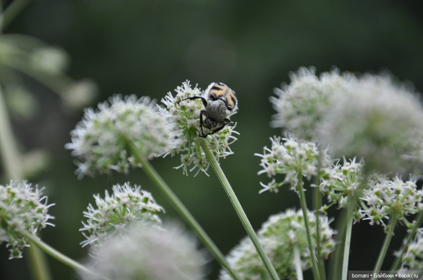 Буся покорительница гор — Гибриды шарнирных кукол (не БЖД): подбор тела (фото 7)