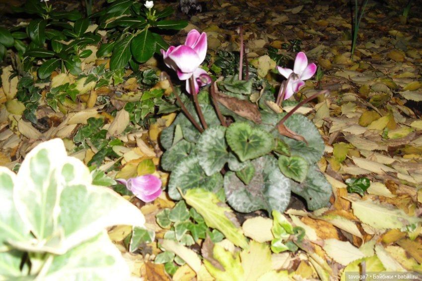 13 лет в кукло хобби — Домашние коллекции кукол: фото собраний