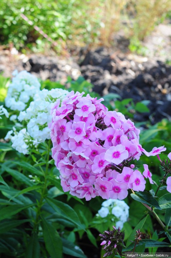 Pipita на даче!🌿💦🍉 — Куклы Holala (Холала) от Jenny Fairytown: Pipita (фото 5)