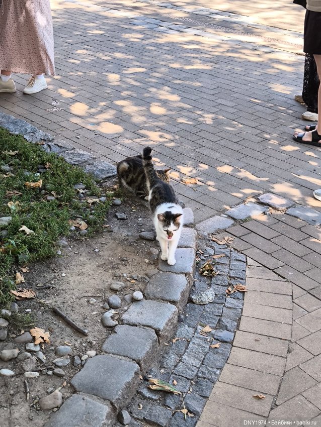 Котики Зеленоградска — Культура (фото 5)