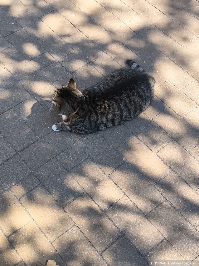 Котики Зеленоградска — Культура (фото 2)