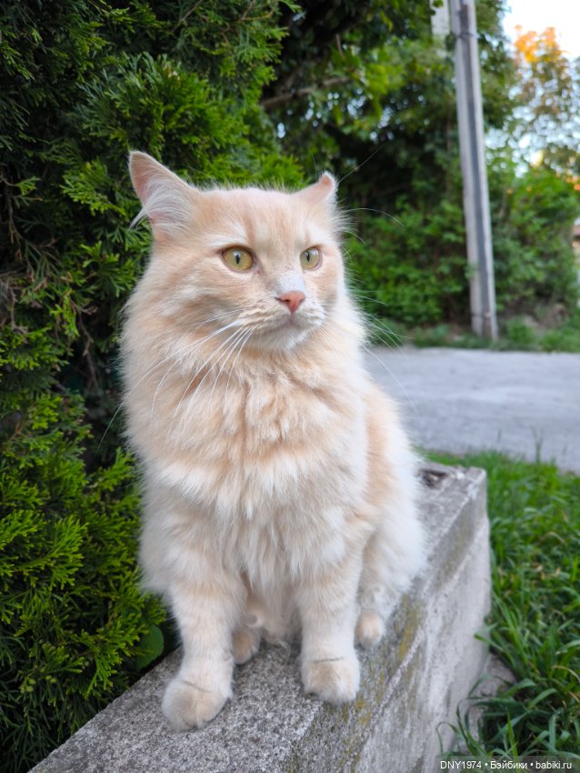 Котики Зеленоградска — Культура