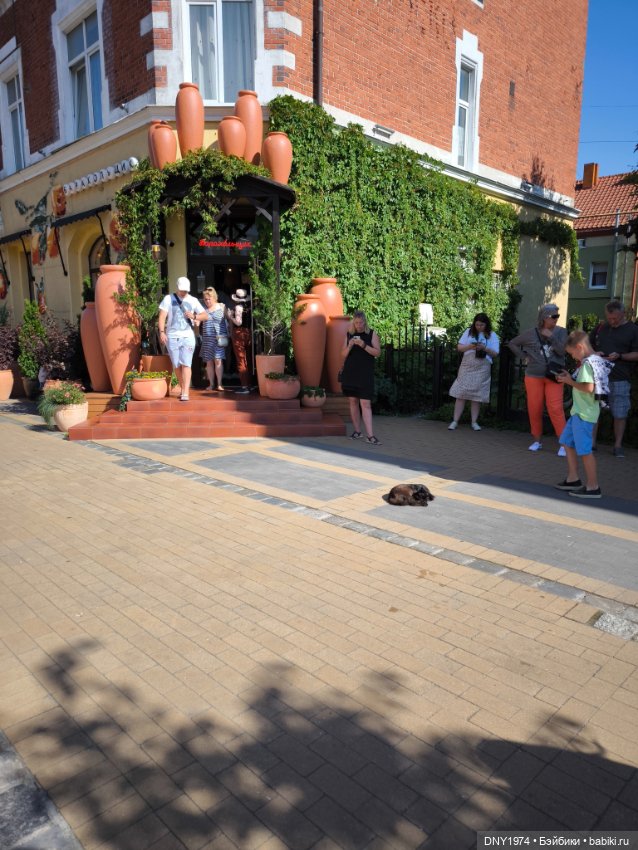 Котики Зеленоградска — Культура