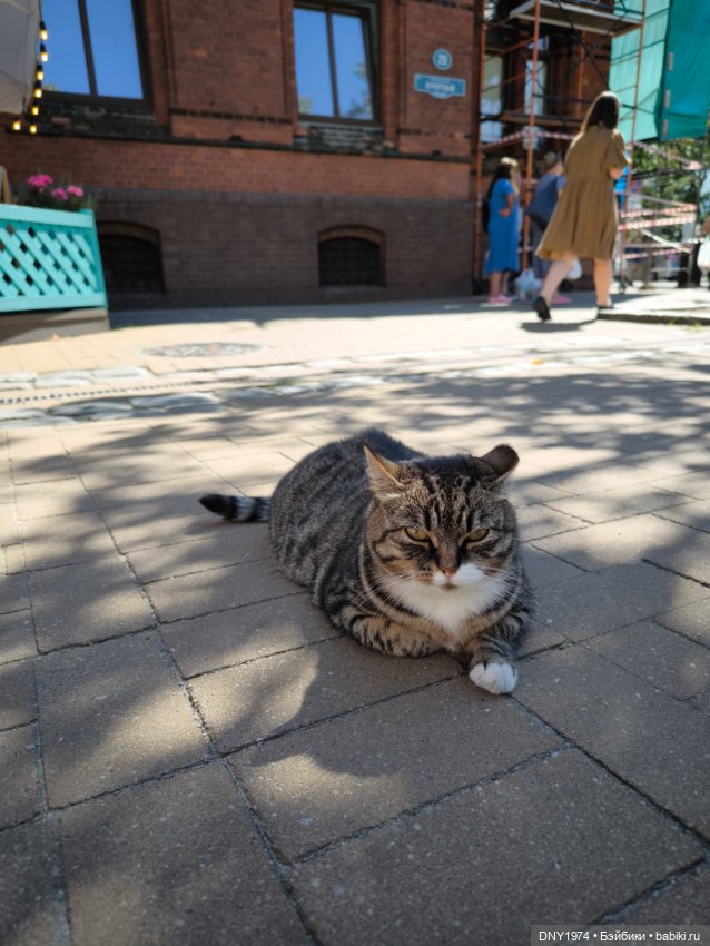 Котики Зеленоградска — Культура