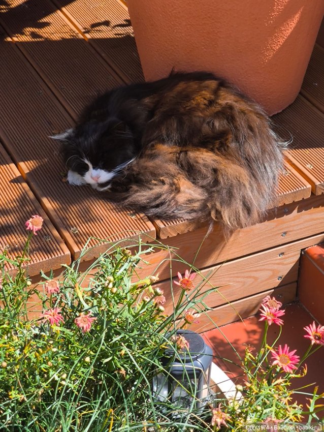 Котики Зеленоградска — Культура (фото 3)