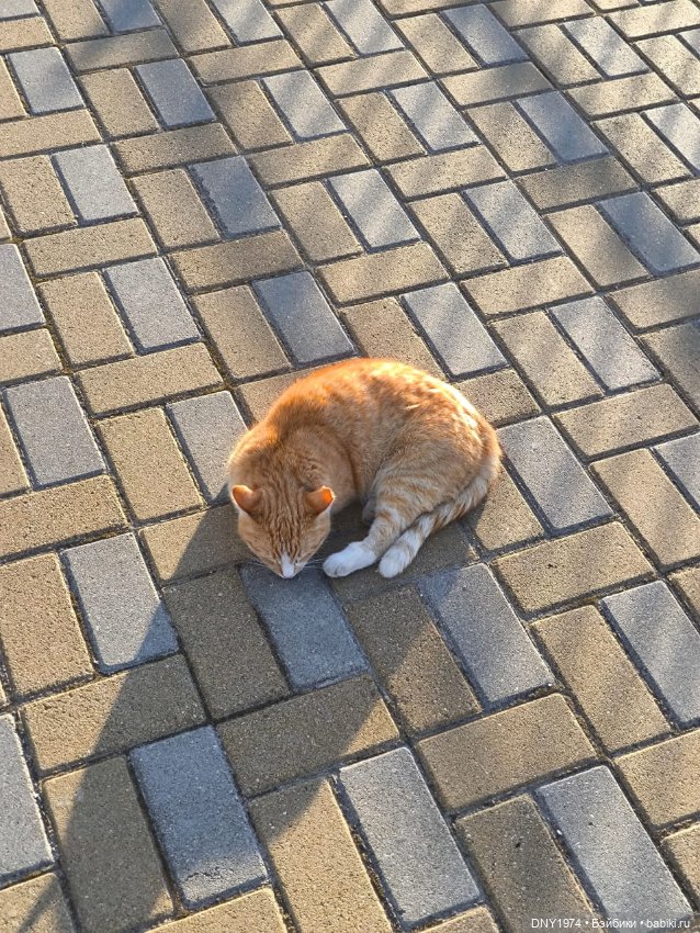 Котики Зеленоградска — Культура