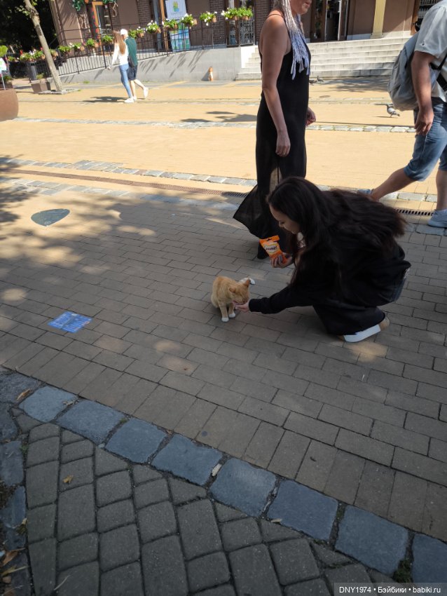 Котики Зеленоградска — Культура