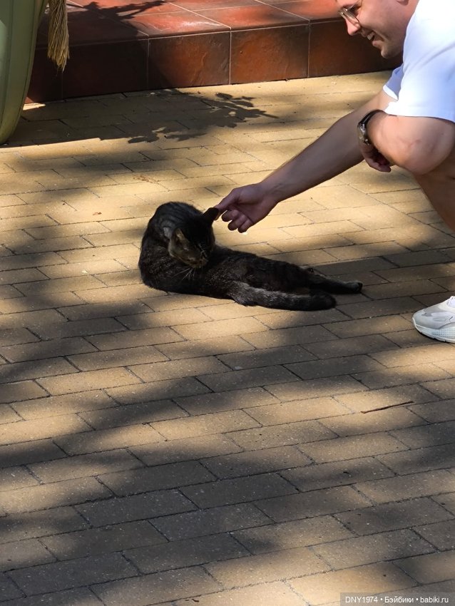 Котики Зеленоградска — Культура (фото 9)