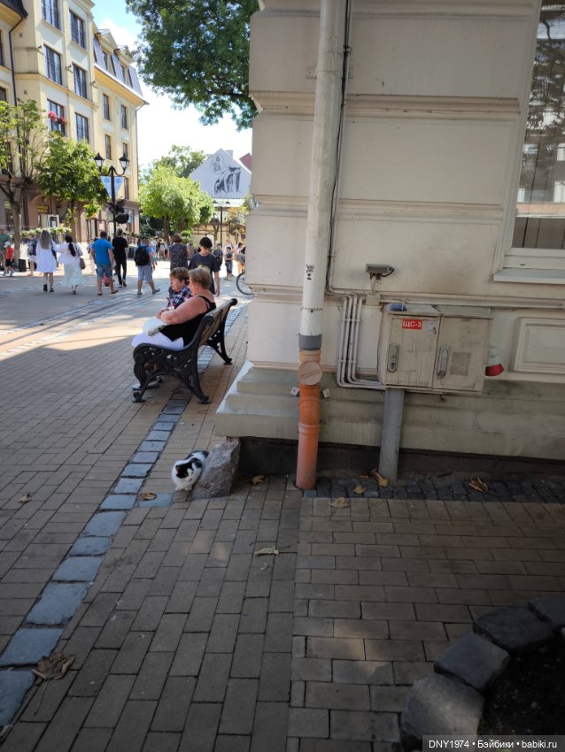 Котики Зеленоградска — Культура