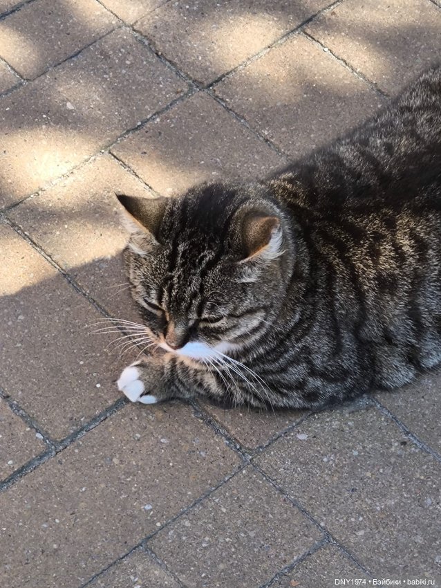 Котики Зеленоградска — Культура