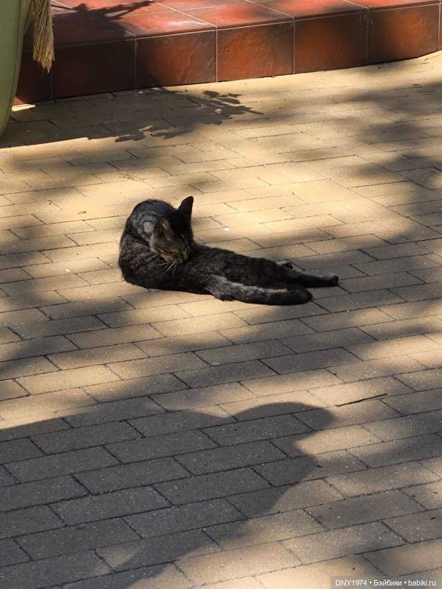 Котики Зеленоградска — Культура (фото 10)