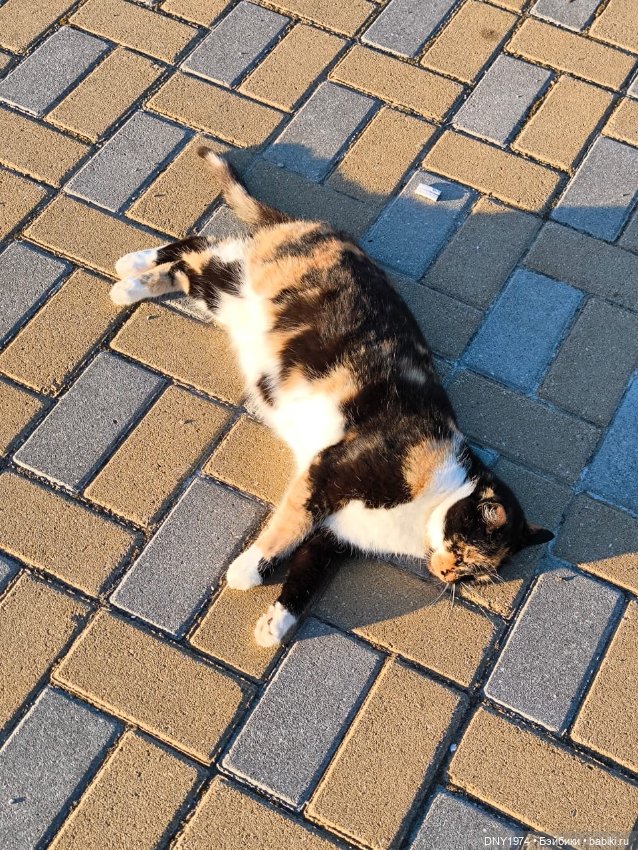 Котики Зеленоградска — Культура