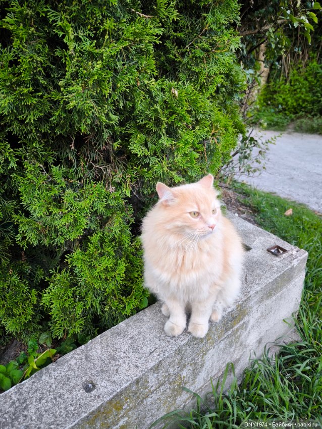 Котики Зеленоградска — Культура