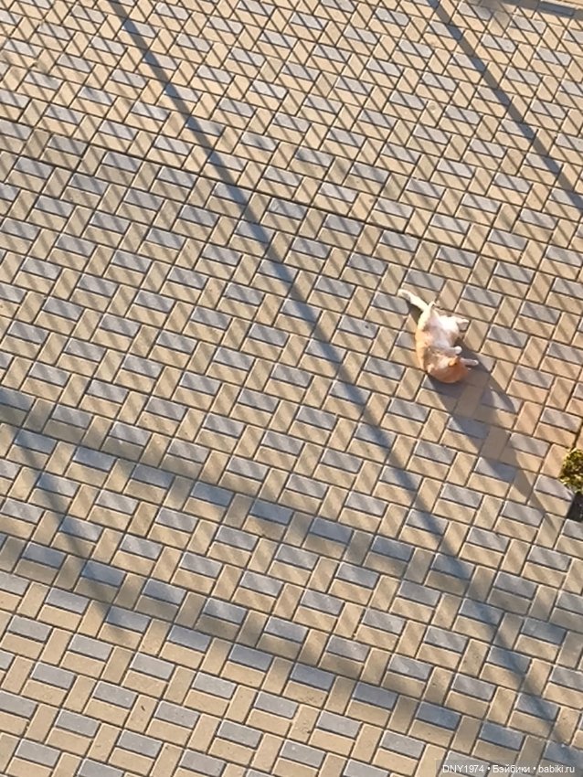 Котики Зеленоградска — Культура