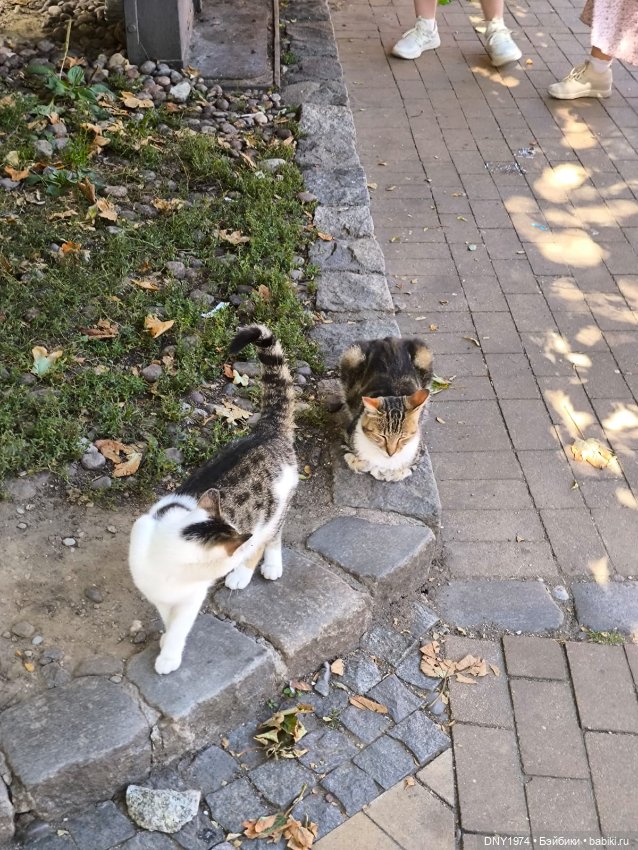 Котики Зеленоградска — Культура (фото 6)