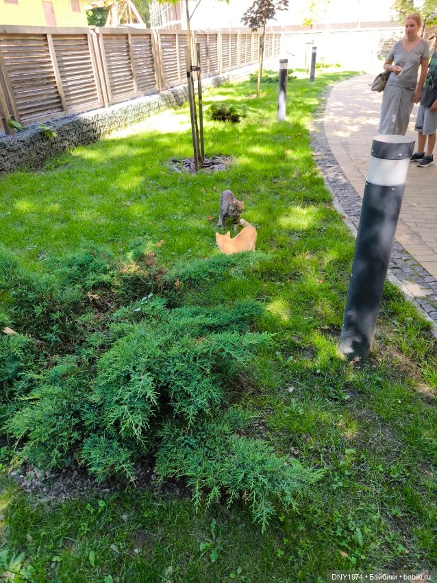 Котики Зеленоградска — Культура (фото 7)