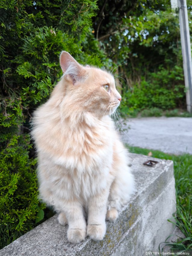 Котики Зеленоградска — Культура