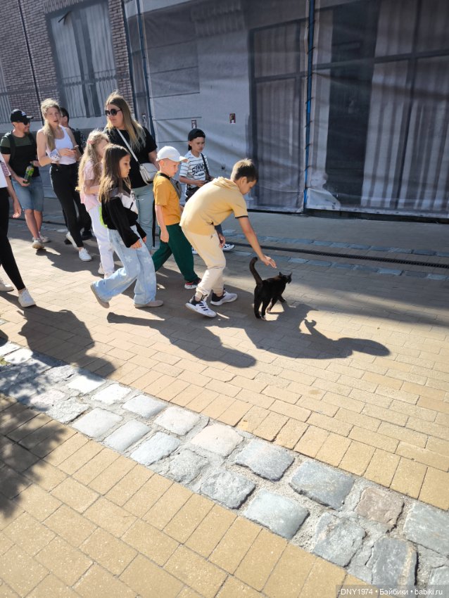 Котики Зеленоградска — Культура