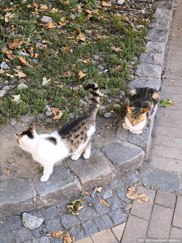 Котики Зеленоградска — Культура (фото 4)