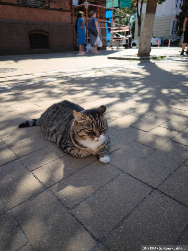 Котики Зеленоградска — Культура