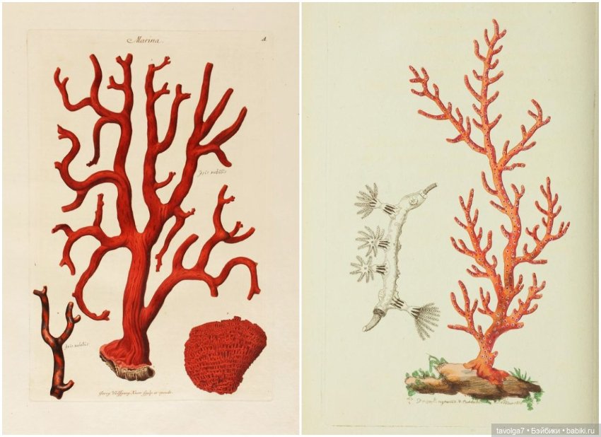 "Морской" красный — Культура (фото 2)