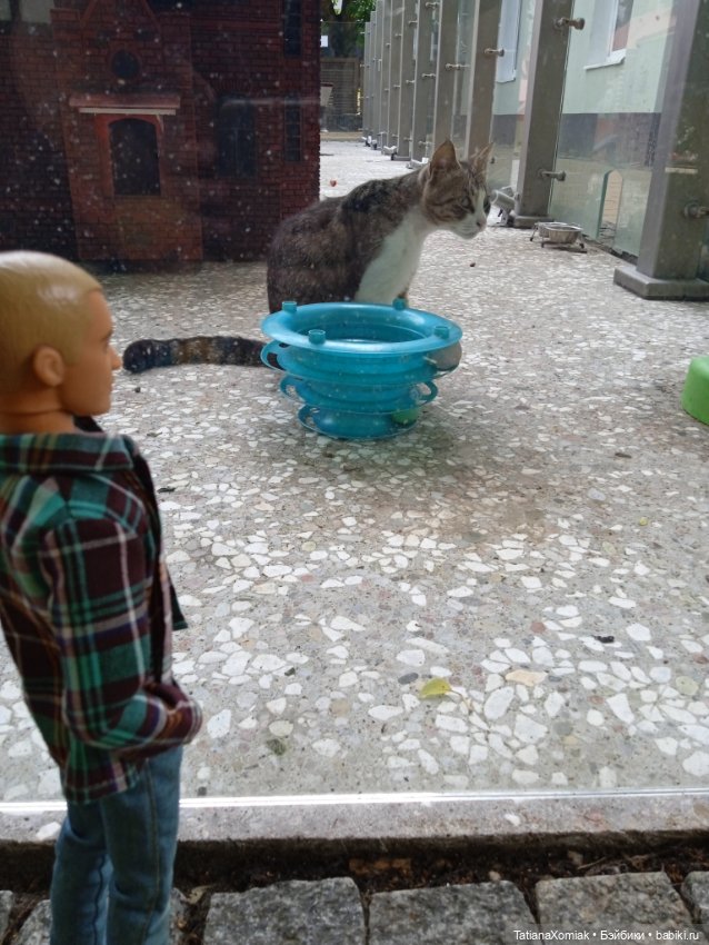 Зеленоградские коты — Туризм и путешествия: фотоотчеты из поездок (фото 10)