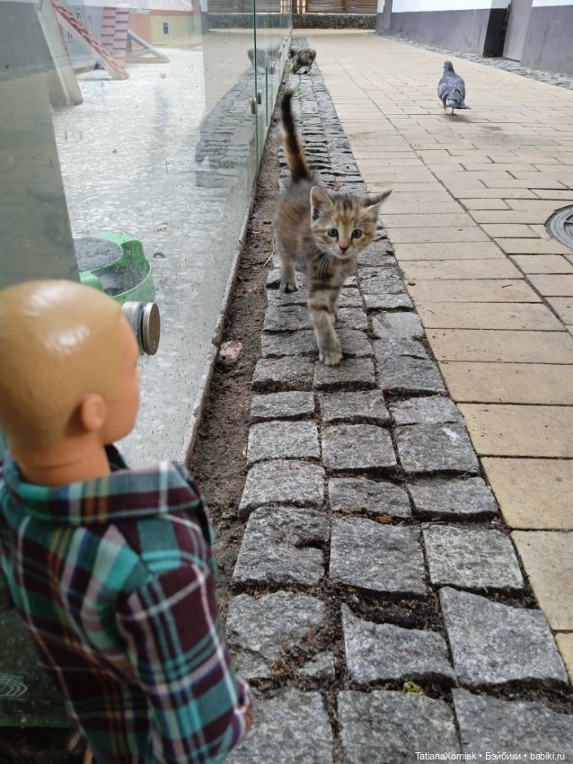 Зеленоградские коты — Туризм и путешествия: фотоотчеты из поездок