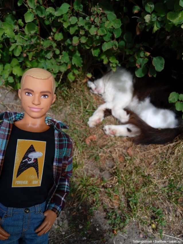 Зеленоградские коты — Туризм и путешествия: фотоотчеты из поездок