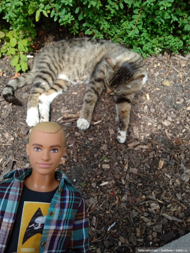 Зеленоградские коты — Туризм и путешествия: фотоотчеты из поездок