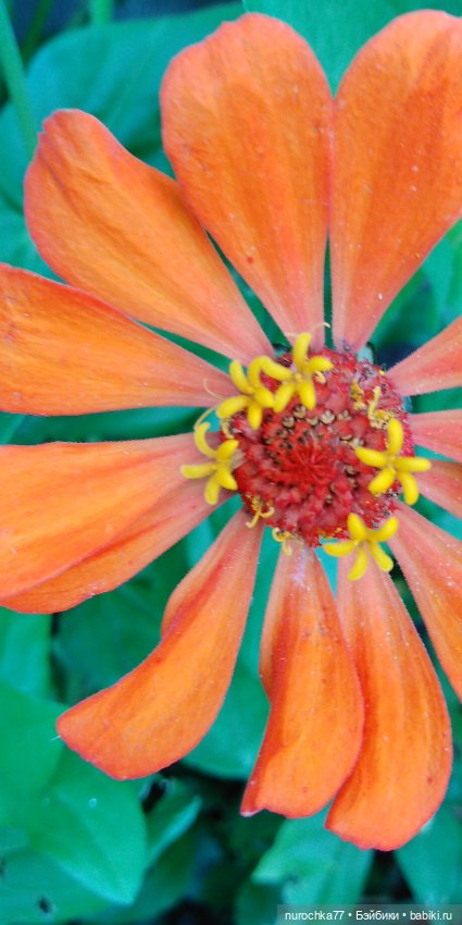 Про Нафочку. Озорница — Гибриды шарнирных кукол (не БЖД): подбор тела